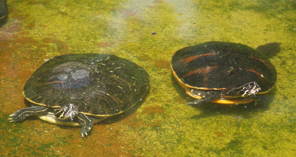 Image of Florida Red-bellied Cooter