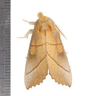 Image of White-dotted Prominent, Rough Prominent