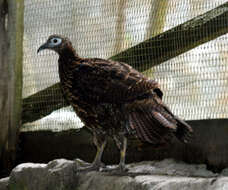 Imagem de Lophophorus lhuysii Geoffroy Saint-Hilaire & A 1866