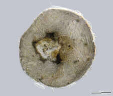 Image of Centropyxis lapponica