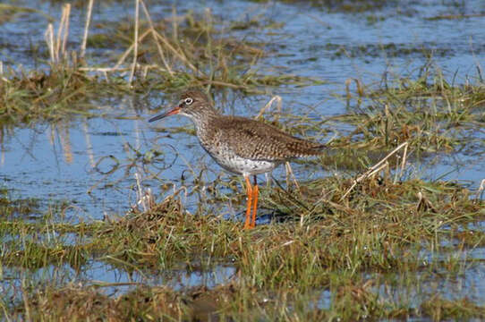 Image of Common Redshank