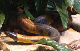 Image of White-lipped Python