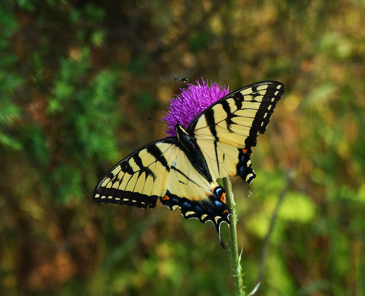 Sivun Papilio glaucus Linnaeus 1758 kuva