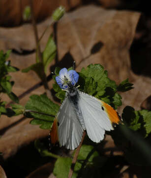 Image of Falcate Orangetip