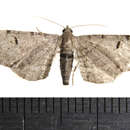 Слика од Eupithecia absinthiata Clerck 1759