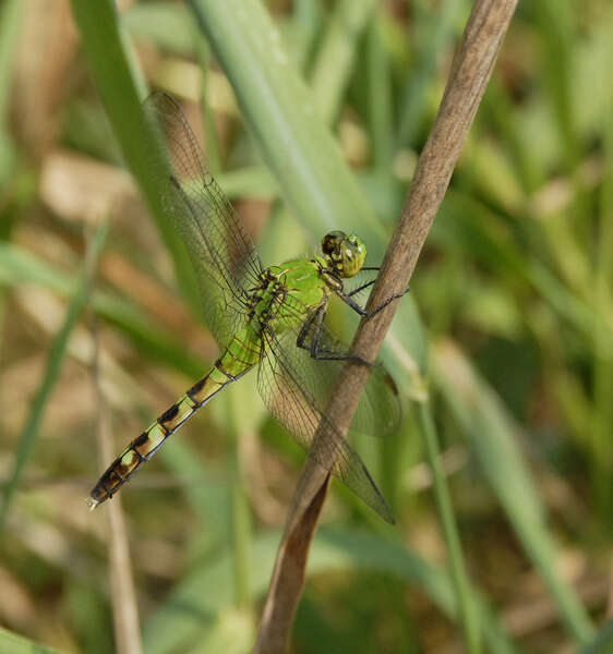 Imagem de Erythemis Hagen 1861