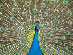 Image of Asiatic peafowl