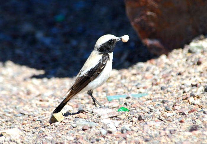 Image of Desert Wheatear