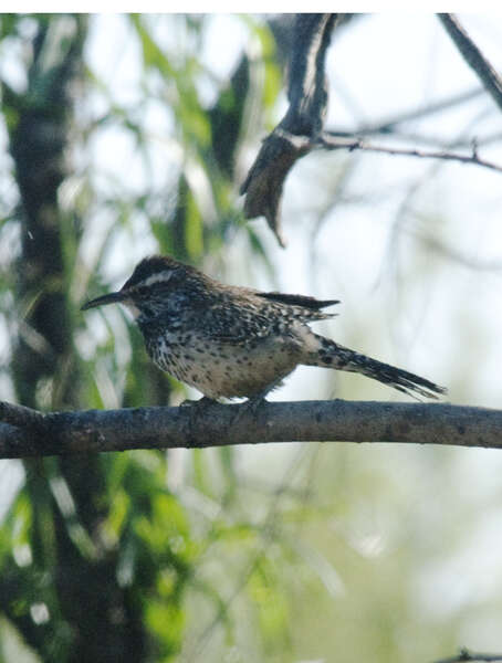 Image of Campylorhynchus Spix 1824