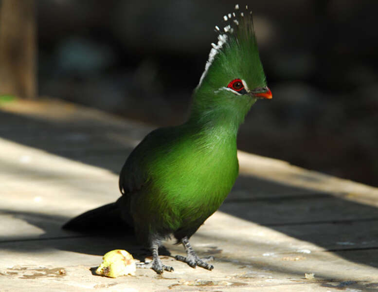 Image of Livingstone's Turaco