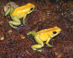 Dyeing Poison Dart Frog - Connecticut's Beardsley Zoo