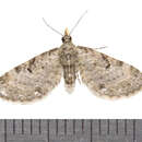 Слика од Eupithecia miserulata Grote 1863