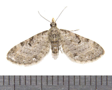 Слика од Eupithecia miserulata Grote 1863