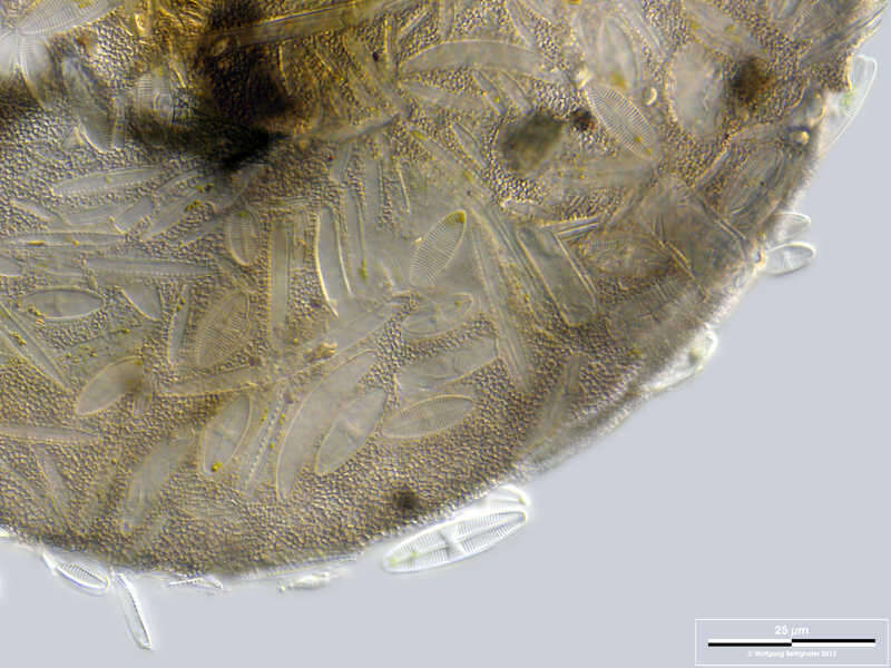 Image of Centropyxis lapponica