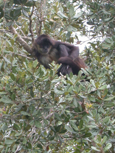 Image of Black-handed Spider Monkey