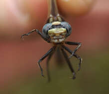 Image of Phanogomphus spicatus (Hagen ex Selys 1854)