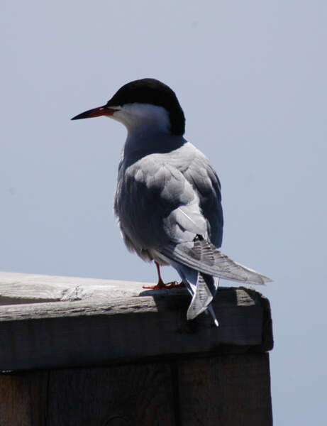 Imagem de Sterna hirundo Linnaeus 1758