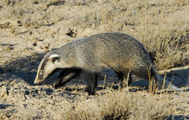 Image of Asian Badger