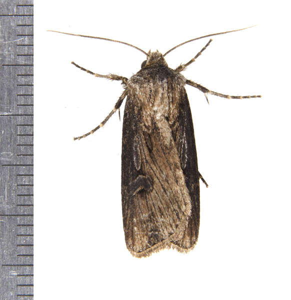 صورة Agrotis venerabilis Walker 1856