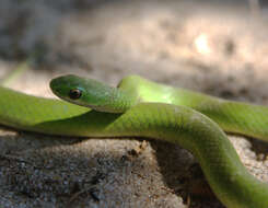 Smooth Green Snake media - Encyclopedia of Life