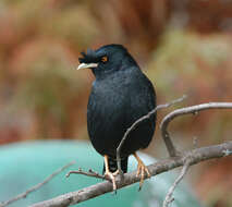 Image of Myna