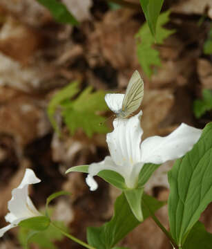 Image of Mustard White