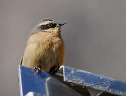 Image of Brown Accentor