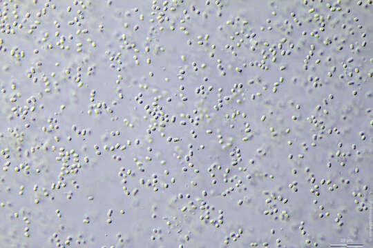 Aphanocapsa elachista West & G. S. West 1894的圖片