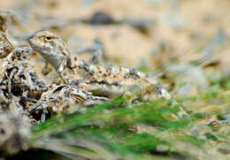 Image of Sunwatcher Toadhead Agama