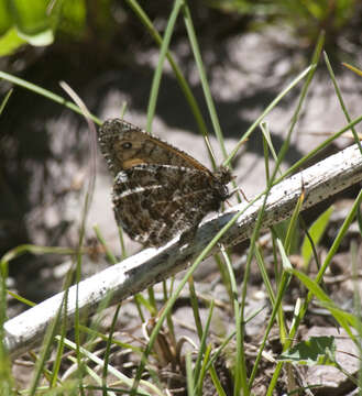 Image of Chryxus Arctic