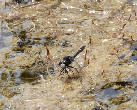 Image of Dot-tailed Whiteface