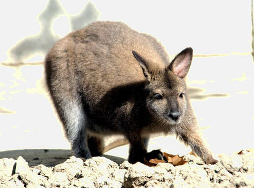 Plancia ëd Macropus rufogriseus (Desmarest 1817)