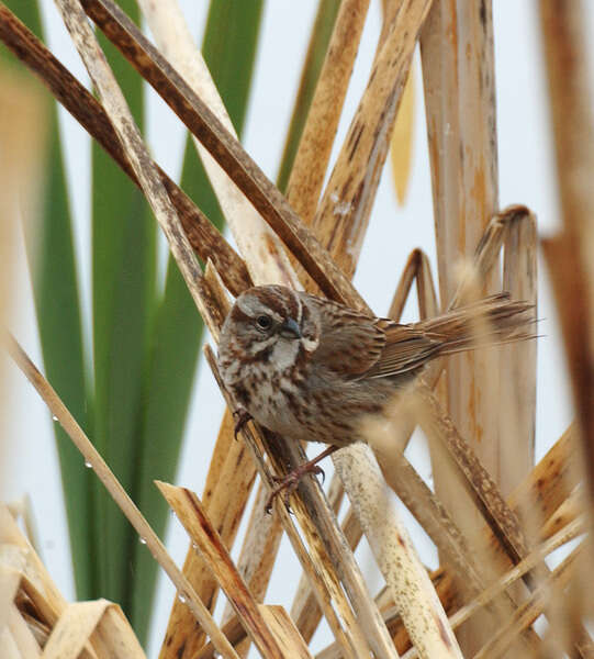 Image of Song Sparrow