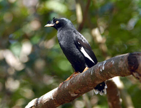 Image of Myna