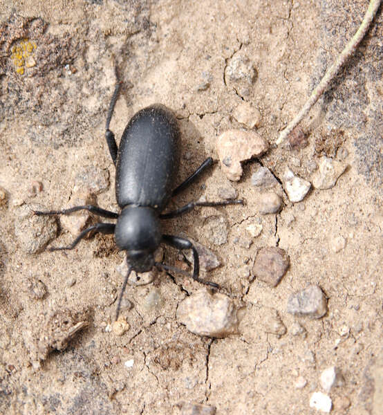 Image of Tenebrionidae