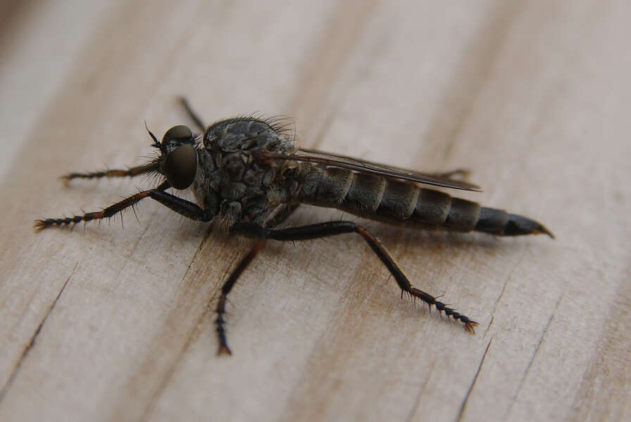 Image of Asilidae