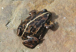 Image of Asian frogs