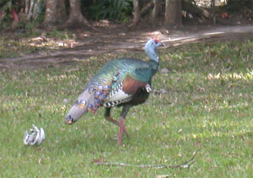 Image of Ocellated Turkey