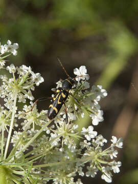 Image of Clytus