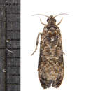 Image of Verbena Bud Moth