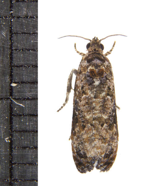 Image of Verbena Bud Moth