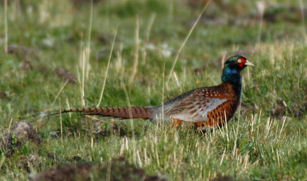 Image of pheasant, common pheasant