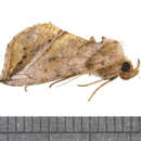 Image of Straight-lined Looper Moth