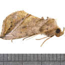 Pseudeva purpurigera Walker 1858的圖片