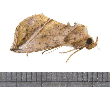 Image of Straight-lined Looper Moth