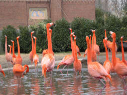 Image of American Flamingo