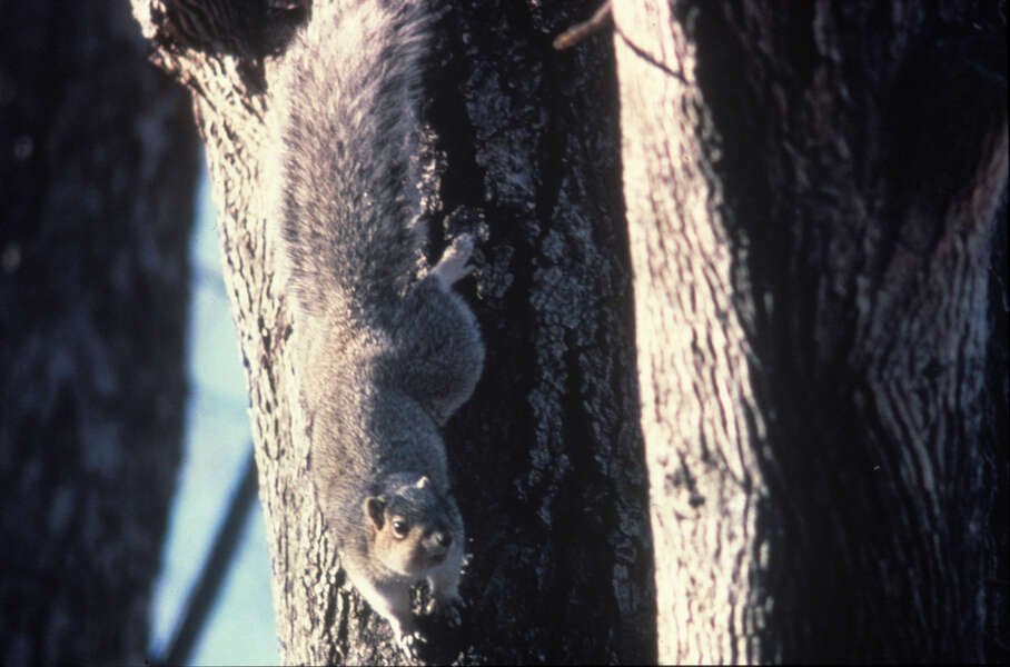 Image of Eastern Fox Squirrel