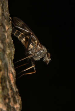 Image of snipe flies