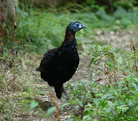 Imagem de Lophophorus lhuysii Geoffroy Saint-Hilaire & A 1866