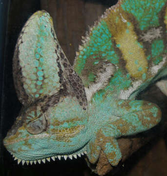 Image of Cone-head Chameleon